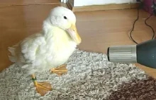 I Am a Cute Duck AWW