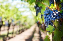 Muzyka Mozarta w winnicy w Toskanii. "Poprawia jakość winogron, a zatem i...