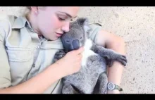 Koala domaga się pieszczot :)