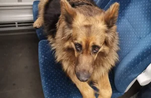 [CSI WYKOP] Poszukiwany właściciel psa, który jeździł koleją
