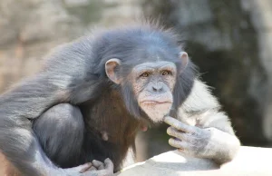 Na Roztoczu grasuje szympans. Może być niebezpieczny dla ludzi