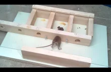 Przez jak mały otwór mysz jest zdolna się przecisnąć dla smakołyku