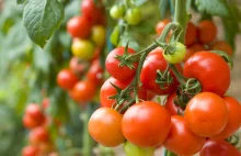 Everything You Should Know About Growing Tomatoes Indoors