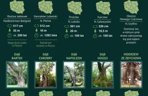 [Infografika] dotycząca lasów w Polsce