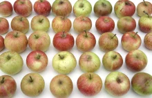 Polska drugim na świecie producentem soku jabłkowego