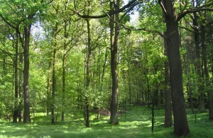 W Polsce przybywa lasów - po co ten ból dupy o wycinkę drzew na własnej posesji?