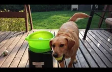 Pies co rzuca sobie piłkę przy pomocy maszyny
