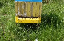Miliony pszczół zabitych pod Środą Śląską (Foto