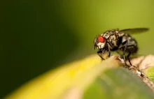 Dlaczego tak trudno zabić muchę? [wideo