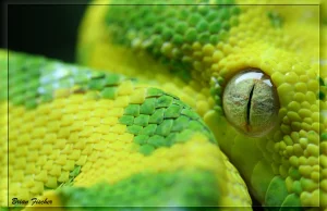10 najpiękniejszych węży świata