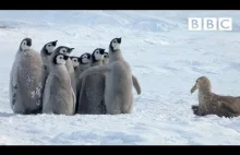 Małe pingwiny uratowane przez nieprawdopodobnego bohatera