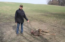 Znalazł u siebie rozszarpane jelenie. Pognał do urzędu gminy, a tam... zdębiał