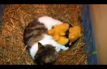 Kotka po porodzie adoptuje kaczątka