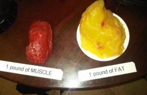 mięsień vs tłuszcz