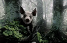 Świnka w lesie