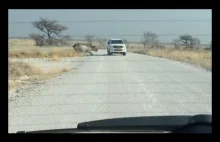 Nosorożec vs samochód