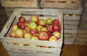 Polskie jabłka do wzięcia za darmo. Szkoły ich nie chcą. 'A jak mi zgniją?'