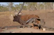 Nietypowy sposób łapania dzikiego byka w Australii