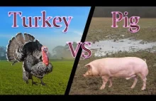 Turkey vs Pig - RAP BATTLE