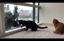 Koty uwielbiają zabawę z czyścicielem okien