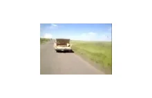 Rosyjski Transporter Krów
