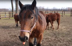 [WYKOPEFEKT] Zbiórka po 3 zł na marchew dla zwierząt ze schroniska TARA.