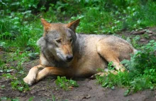 Ekolog ocalił rannego wilka. Myśliwy się nad nim znęcał. „Trzeba go dobić”
