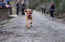 Pies przyłączył się do lokalnego maratonu bez wiedzy swej właścicielki...
