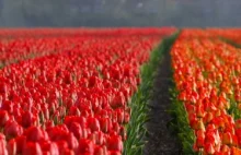Tulipanomania - najdziwniejszy kryzys w historii świata