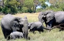 Botswana potępiana za zniesienie zakazu polowania na słonie