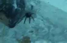 Dziwny pająk 2