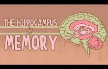 What happens when you remove the hippocampus?
