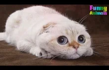 Funny Cats Videos Try Not To Laugh 2017