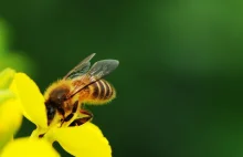 Czy wraz z pszczołami może wyginąć nasz pokarm? Podpisz petycję, by ratować pszc