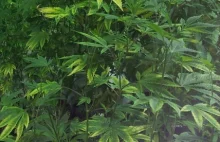Wczesne lekcje wyciągnięte z legalizacji marihuany w Colorado [eng]