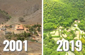 Przekształcili jałowy teren w kwitnący las - przez 20 lat sadzili na nowo drzewa