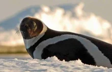 Pasiaste foki - zauważone pierwszy raz od 2012
