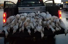 Ponad 50 dzikich gęsi zabitych przez piorun. (eng.)
