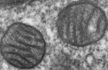 Nieznany mechanizm powstawania chorób mitochondrialnych odkryty przez badaczy