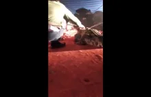 Krokodyl zmasakrował twarz cyrkowca w północnym Wietnamie