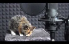 Śpiewające koty <3