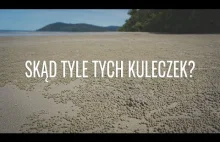 Tysiące kuleczek z piasku na plaży - skąd się biorą?