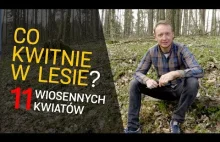 Co teraz kwitnie w lesie? - Zabłyśnij na spacerze ;) - o Lesie #23