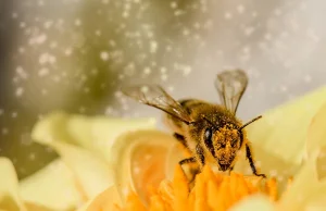 To nie rolnicy chcą truć pszczoły ale... „zieloni” aktywiści