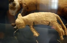 Mumia kota jako egipska forma łapówki