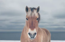 Fotografuje piękno dzikich konie