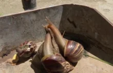 Plaga afrykańskich ślimaków na Kubie. Groźba epidemii i straty plonów.