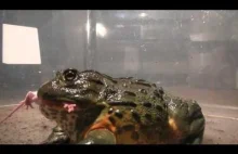 Żaba olbrzymia zje wszystko w zasięgu wzroku