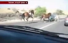 Wypadek konia na drodze.