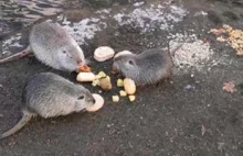 Rybnik Centrum - Rybnickie Nutrie Amerykańskie